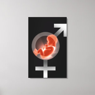Superimposed foetus over male and female symbols canvas print