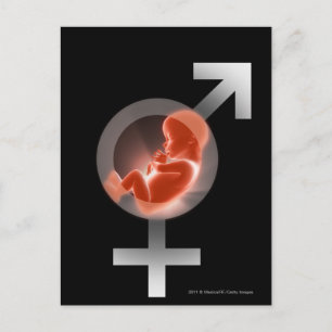 Superimposed foetus over male and female symbols postcard