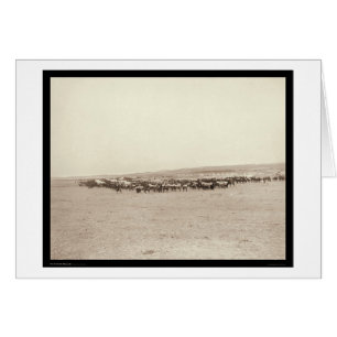 Supply Wagons & Pack Mules SD 1887