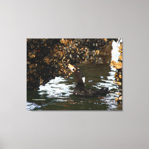Surf Scoter Feasting on Mussels and Barnacles Canvas Print