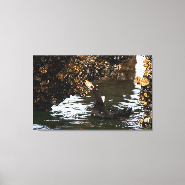 Surf Scoter Feasting on Mussels and Barnacles Canvas Print (Front)