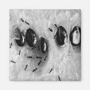 surfing ants magnet