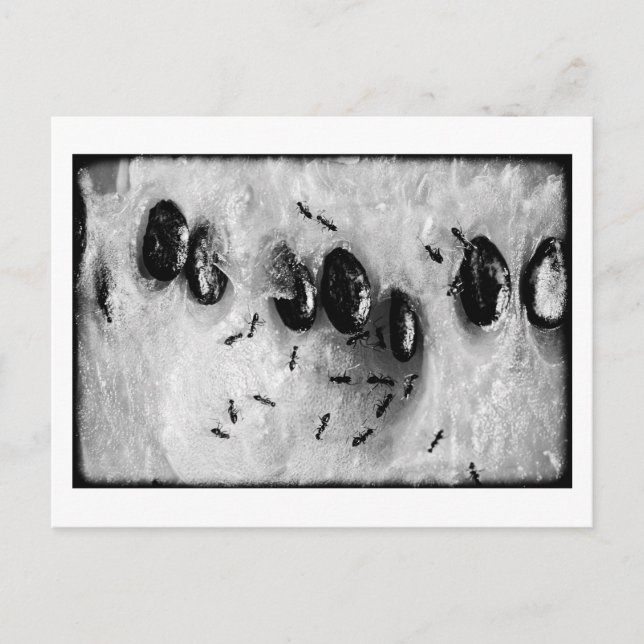 surfing ants postcard (Front)