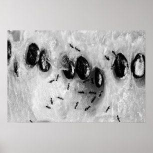 surfing ants poster