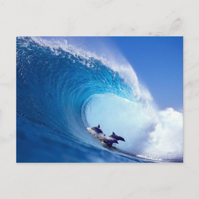 Surfing Dolphins Postcard (Front)