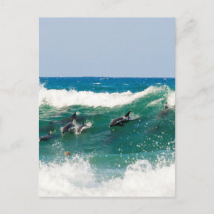 Surfing dolphins postcard