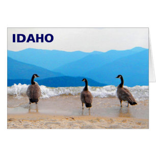 Surf's Up! - Geese