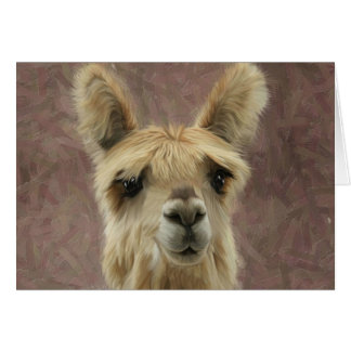 Suri Alpaca