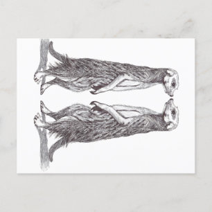 SURICATA LOVE. MEERKAT LOVE. POSTCARD