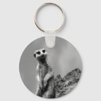 Suricate