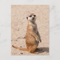 Suricate