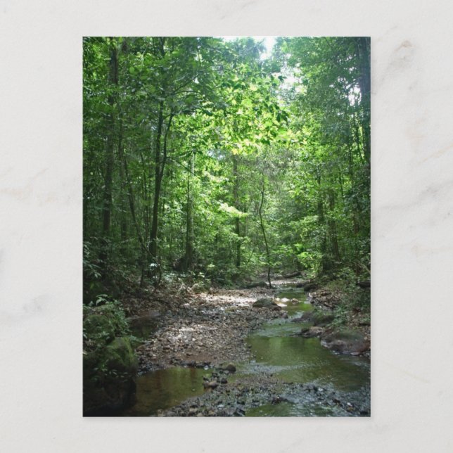 Suriname Forest Postcard (Front)