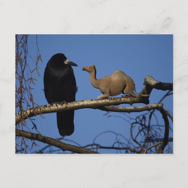 Surprised Crow Postcard (Front)