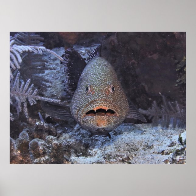 Surprised Grouper Poster (Front)