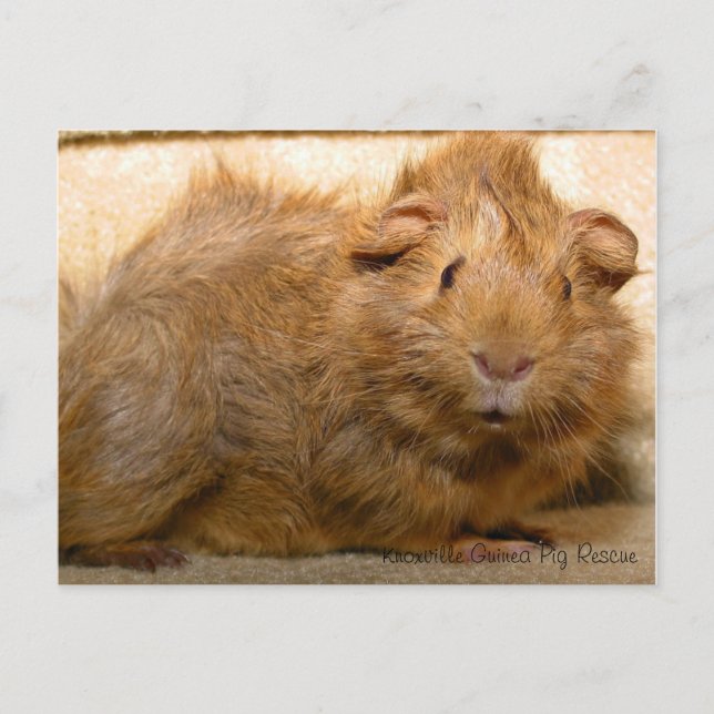 Surprised Guinea Pig Postcard (Front)