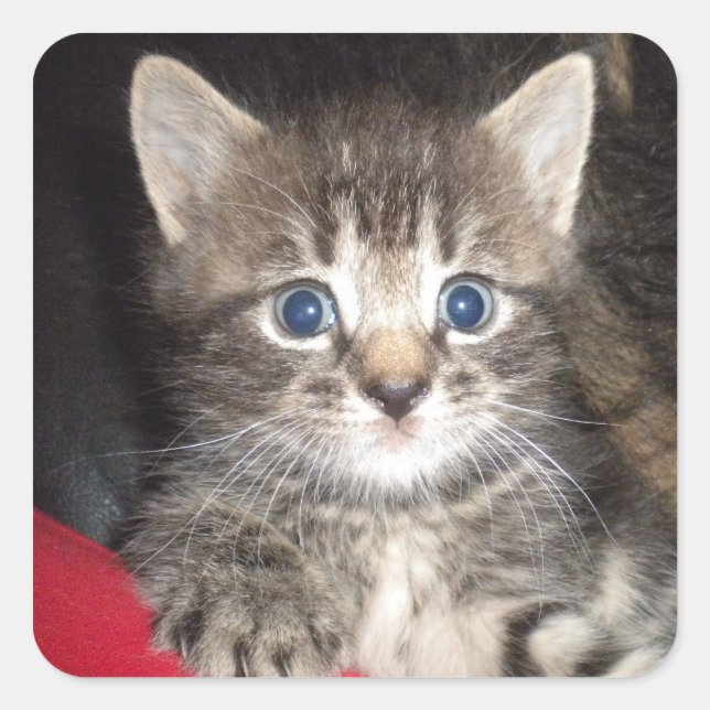 Surprised Kitten stickers (Front)