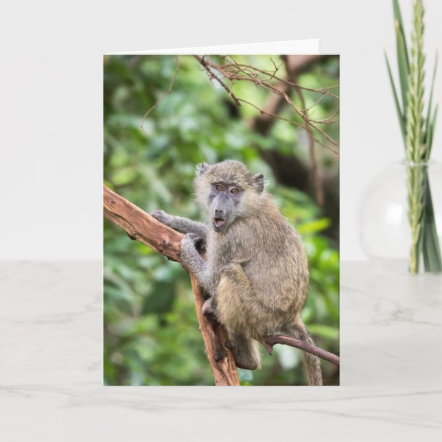 Surprised or shocked baboon monkey in tree card (Front)
