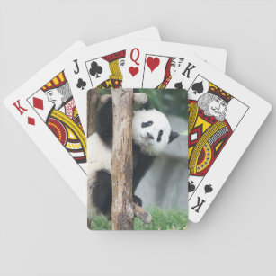 Surprised Panda Cub Playing Cards