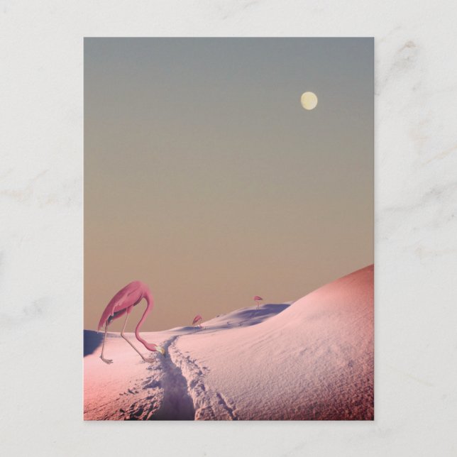 Surreal flamingos in snow postcard (Front)