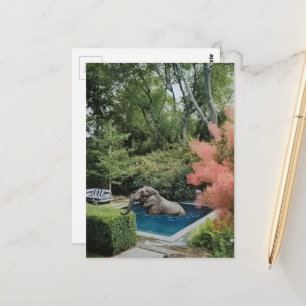 Surreal Funny Beautiful Elephant in the pool Postcard