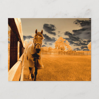 surreal horse walking down fence orange sky postcard