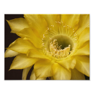 Surrounded by Lemon Pie Photo Print