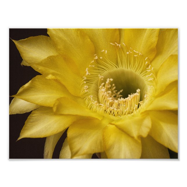Surrounded by Lemon Pie Photo Print (Front)