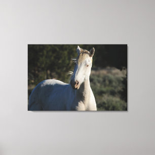 Survivor ~ Wild Iconic Stallion of Steens Canvas  Print