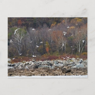 Susquehanna River Shoreline Postcard