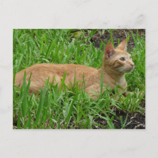 süße braune Katze Postcard