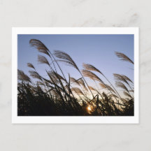 Susuki (Silver Grass): Japan Postcard