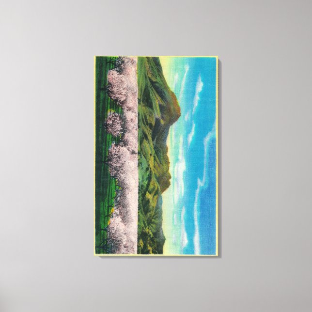 Sutter Buttes and Orchards in Bloom Canvas Print (Front)