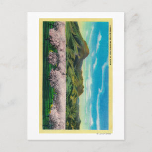 Sutter Buttes and Orchards in Bloom Postcard