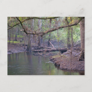 Suwannee River Backwater Postcard