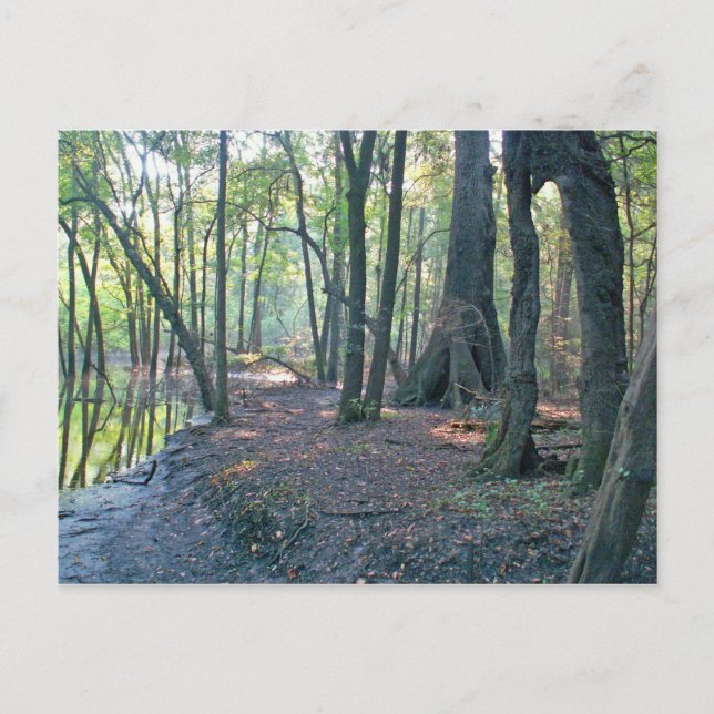 Suwannee River slough Postcard (Front)