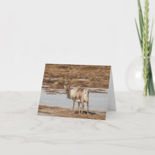 Svalbard Reindeer Nature Photo Card