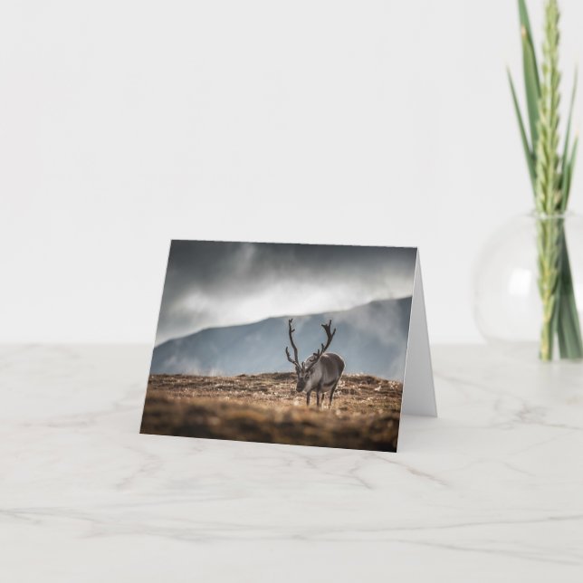 Svalbard Reindeer Nature Photo Card (Front)