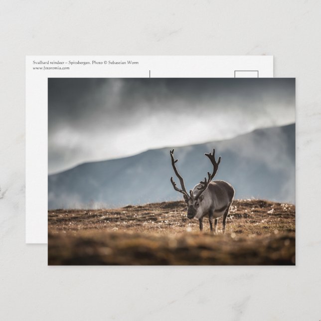 Svalbard Reindeer Nature Photo Postcard (Front/Back)