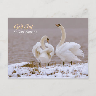 Svanpar i nysnö CC0804 Julhälsning Postcard