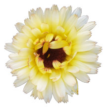 Yellow & White Snow Princess Calendula Collection