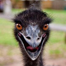Cheeky Emu