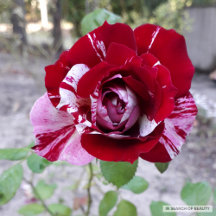 Magic of Flowers