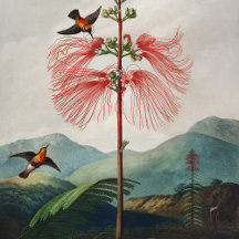 CLASSIC ART COLLECTION