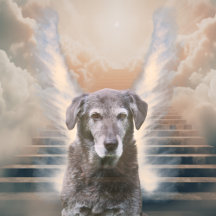 Pet Memorials Collection