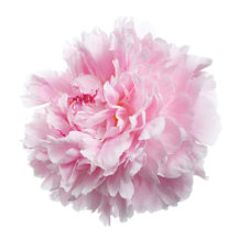  Peony "Love Never Fails" 2019 Regional Convention