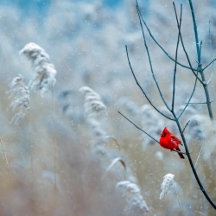 Winter Solstice