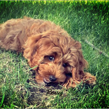Golden Doodle