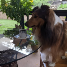 Sheltie Themed Kitchenware