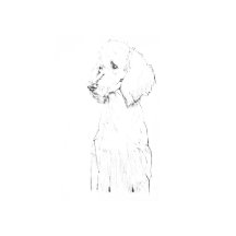 Poodle Dog Art Collection