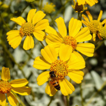 Honeybee